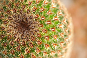 Close up of cactus texture