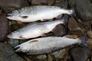 Freshly caught salmon pink
