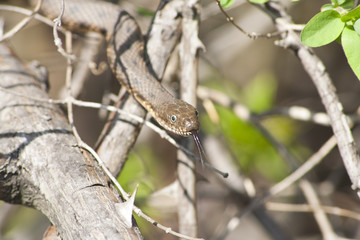 Water snake hanging from a treе.