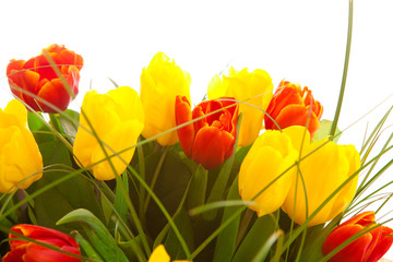 bouquet tulips , isolated