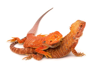 Baby Bearded Dragon