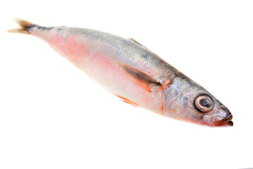 Sea grouper fish - Emmelichthys nitides(lat.) - isolated on whit