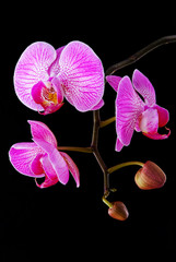 Obraz premium rosy beautiful orchid branch isolated on black background