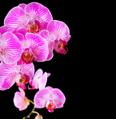 rosy beautiful orchid branch isolated on black background