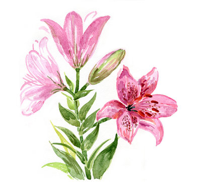 Watercolor pink lilies