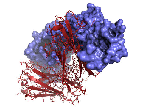 Alemtuzumab Fab Fragment Computer Model.