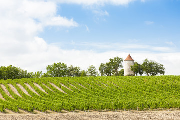 vineyard with windmill near Ribagnac, Dordogne Department, Aquit