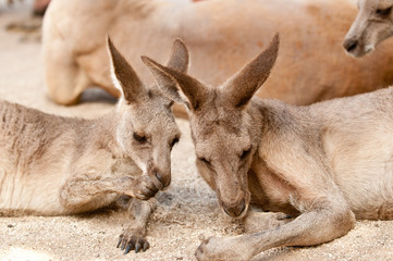 Kangaroos resting