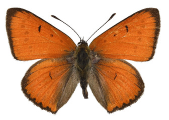 Isolated Large Copper butterfly