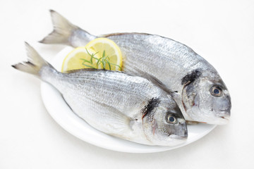 fresh dorada