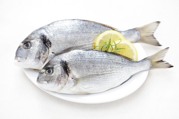 fresh dorada