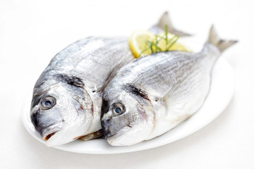 fresh dorada