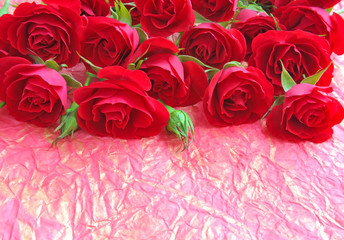 Red roses on a background a wrapping paper