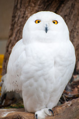 白いフクロウ