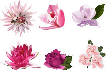 six pink color isolated flowers
