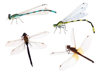 four color dragonflies on white background