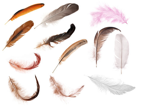 set of twelve isolated feathers