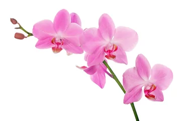 Fotobehang roze orchideetak met vijf bloemen © Alexander Potapov