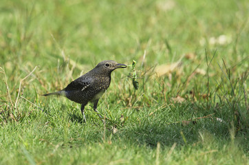 blue rock thrush