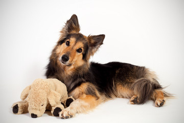 Hund mit Kuscheltier