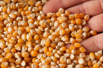 Hand in maize
