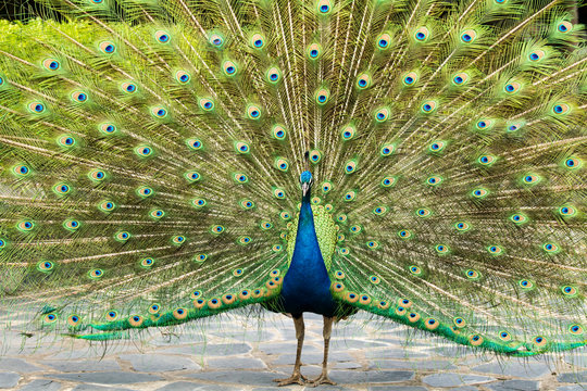 Fototapeta blue peacock in nightsafari chiangmai Thailand