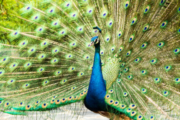 Obraz premium blue peacock in nightsafari chiangmai Thailand
