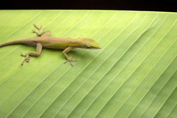 A common green lizard on a palm leaf