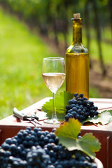 Harvest of vine