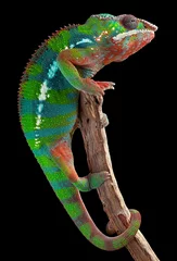 Printed kitchen splashbacks Chameleon Panther chameleon on branch