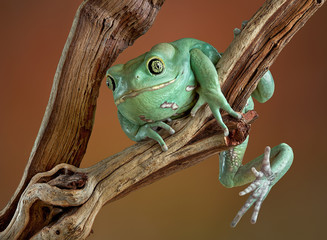Waxy tree frog on branch