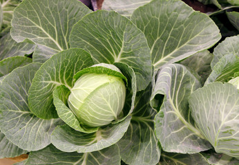 Fototapeta premium Fresh cabbage
