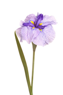 Flower, stem and leaf of a Japanese iris
