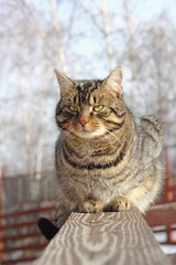 Obraz premium cat on a wooden fence