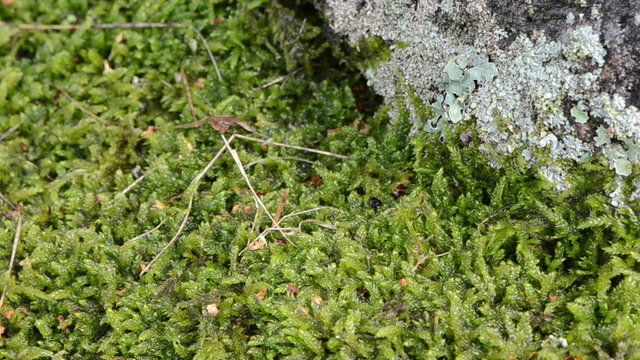 newt triton eft amphibian crawl moss