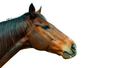 Beautiful brown horse, english thoroughbred isolated