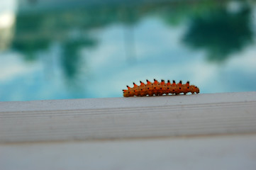 Caterpillar soon to become a butterfly