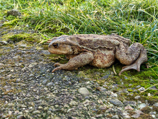 Toad about to cross the road