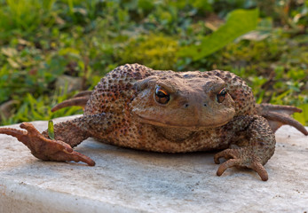 Common toad on stone
