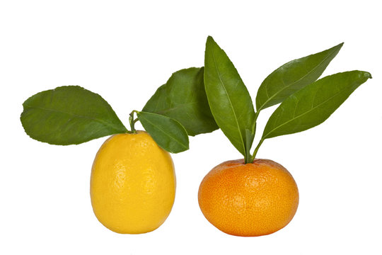 Mandarin and lemon on a white background
