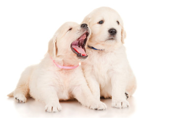 Two puppies golden retriever