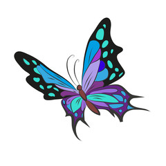 Butterfly, isolated on white background