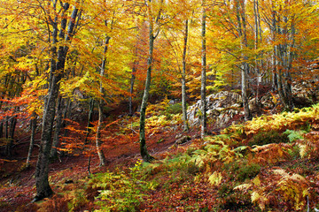 beech forest in autumn