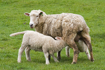 Sheep feeding lambs