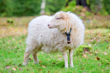 Dwarf white sheep in forest