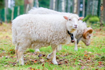 Obraz premium Dwarf white sheep in forest