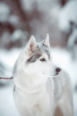 husky