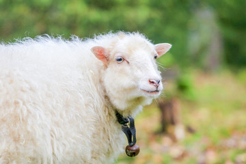 Dwarf white sheep in forest