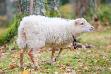 Dwarf white sheep in forest