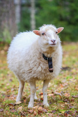Dwarf white sheep in forest